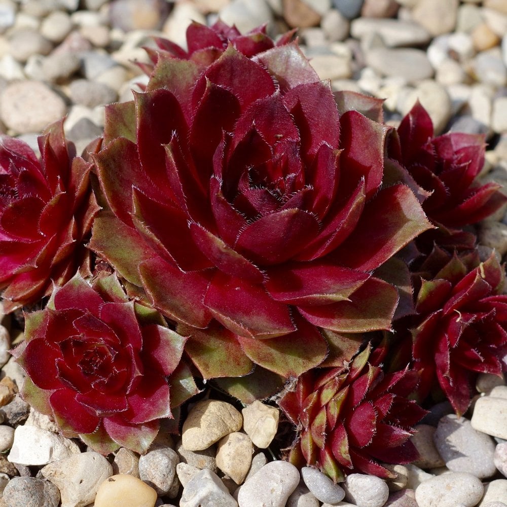 Sempervivum ‘Red Rubin’