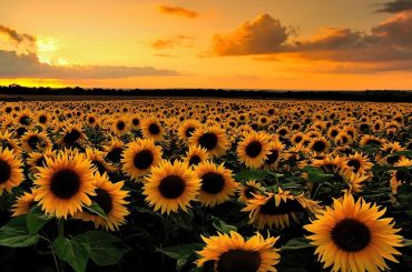 Sensational Sunflower Varieties