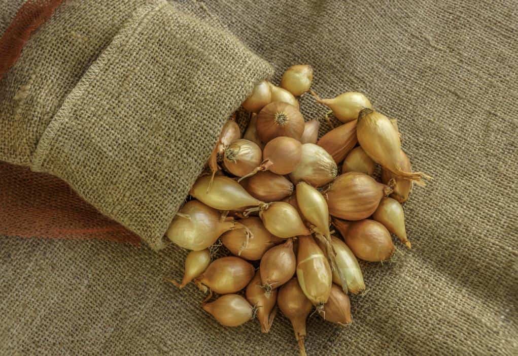 Shallots_Storing