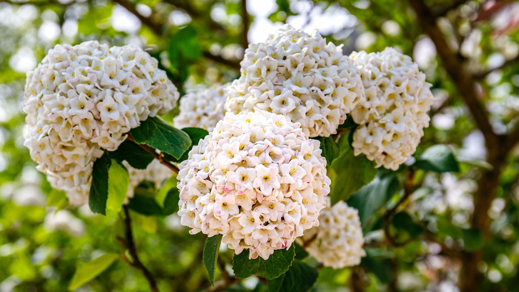 Shaping Your Viburnum Tips For Achieving Your Desired Look
