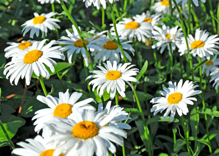 Shasta Daisies