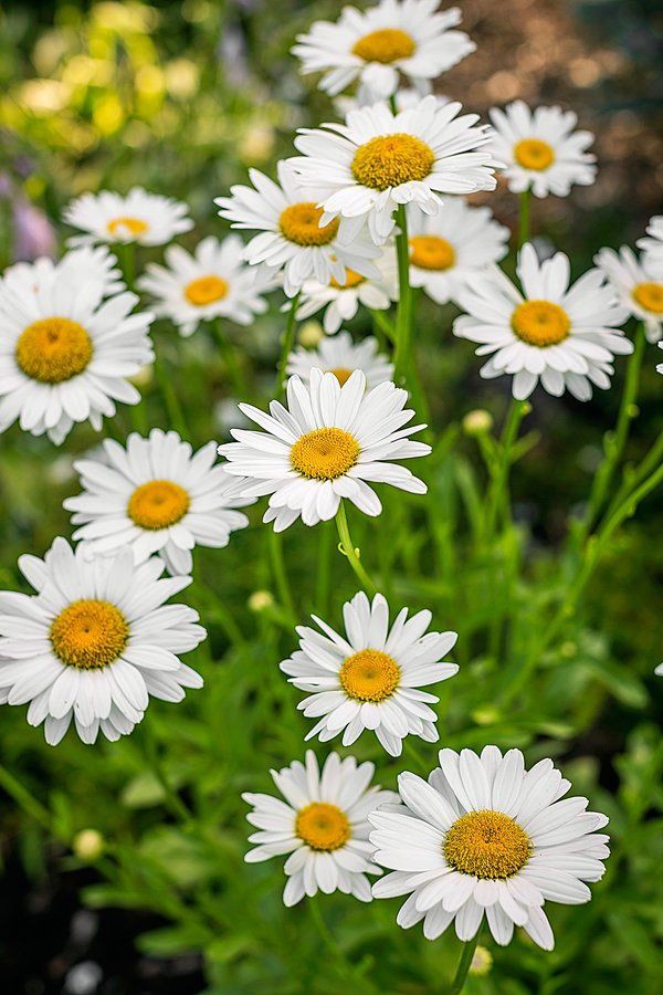 Shasta Daisy