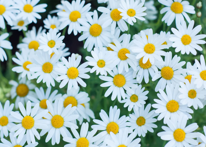 Shasta-daisies