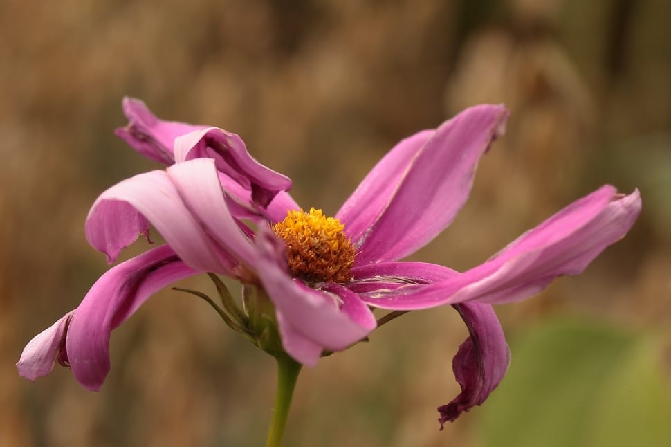 Shrivelled and Faded Dahlias