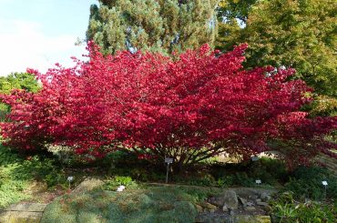 Shrubs That Have Red Leaves (Not Just In Autumn