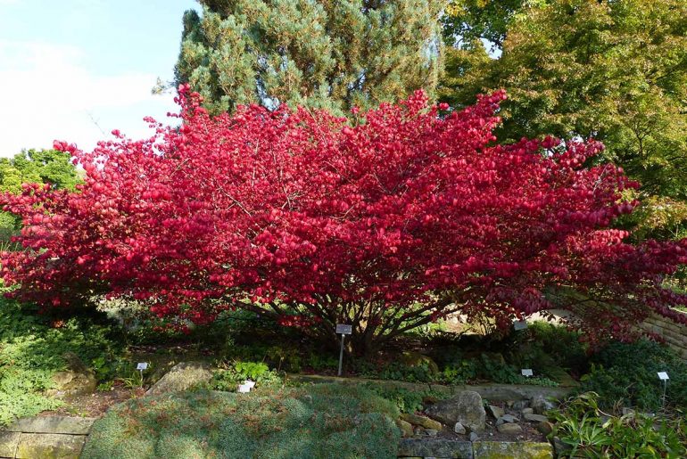 Shrubs That Have Red Leaves (Not Just In Autumn