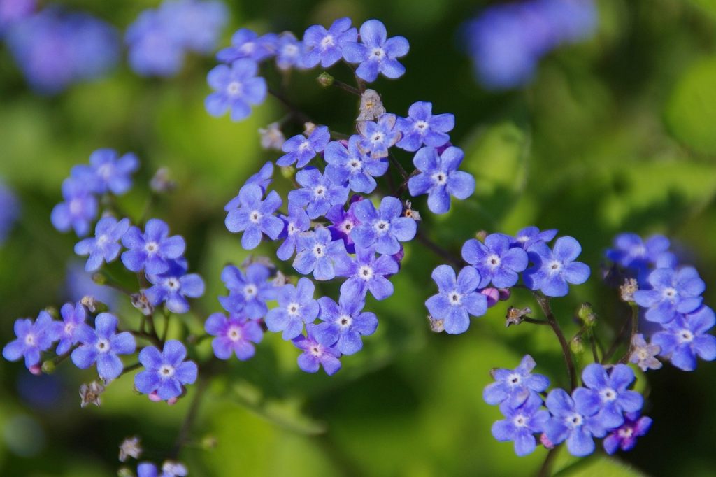 Siberian Bugloss