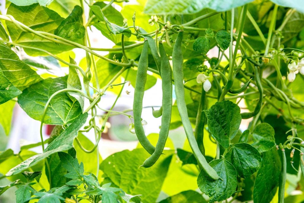 Signs that Runner Beans Are Ready to Harvest