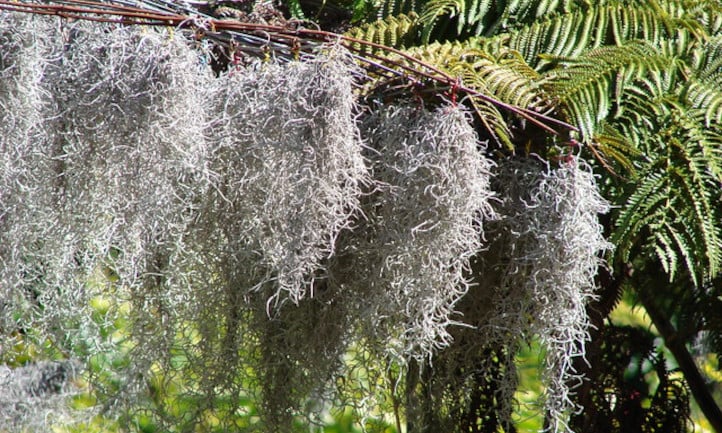 How to Care for Tillandsia Usneoides 'Spanish Moss' for Beginners -  TheArches