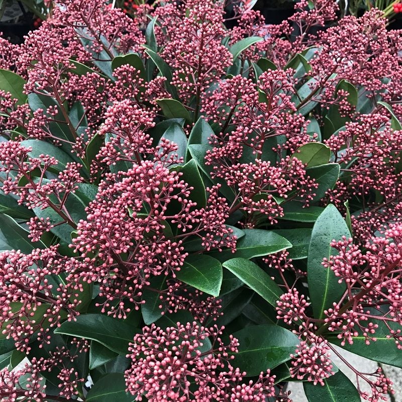 Skimmia Rubella