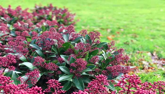 Skimmia japonica