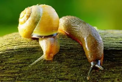 Slugs & Snails