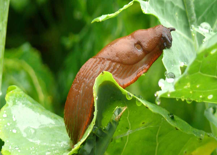 Slugs and Snails