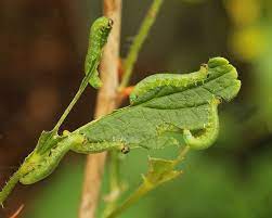 Small Gooseberry Sawfly