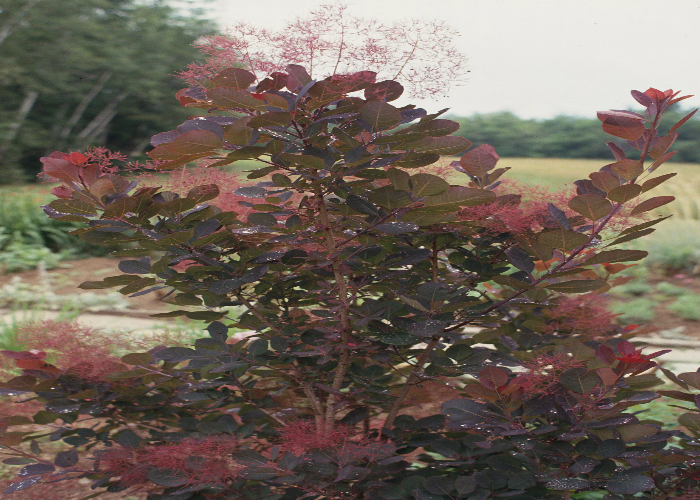 Smoke Tree