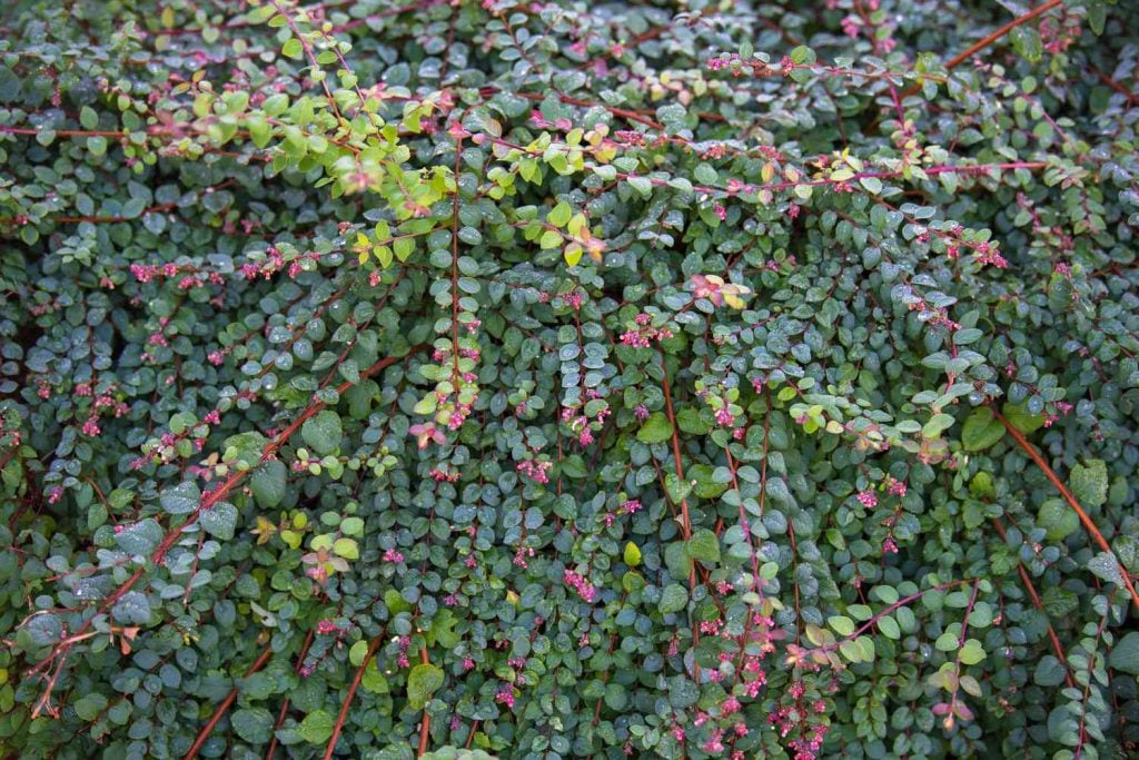 Snowberry Mother of Pearl Hedge