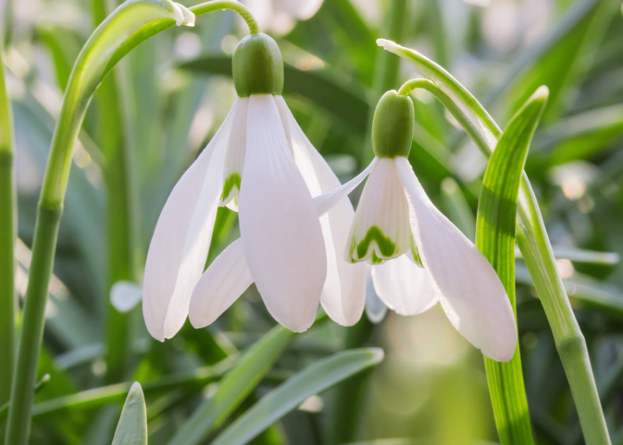 Snowdrops