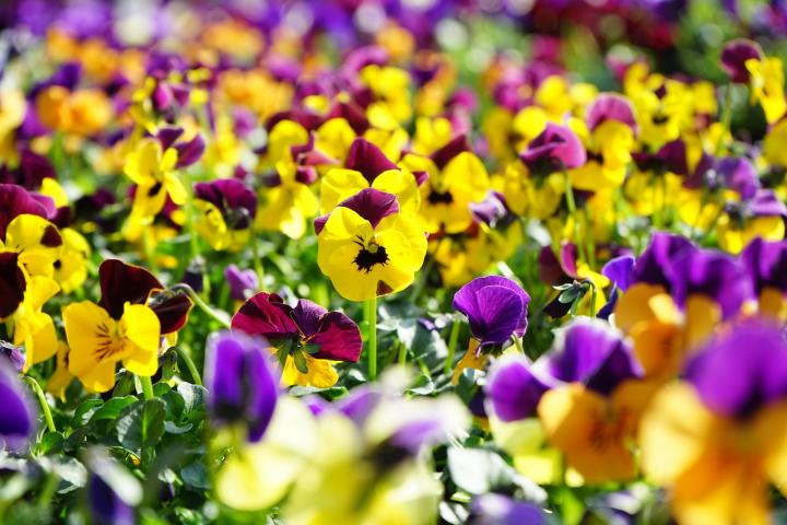 So, Are Pansies Perennials