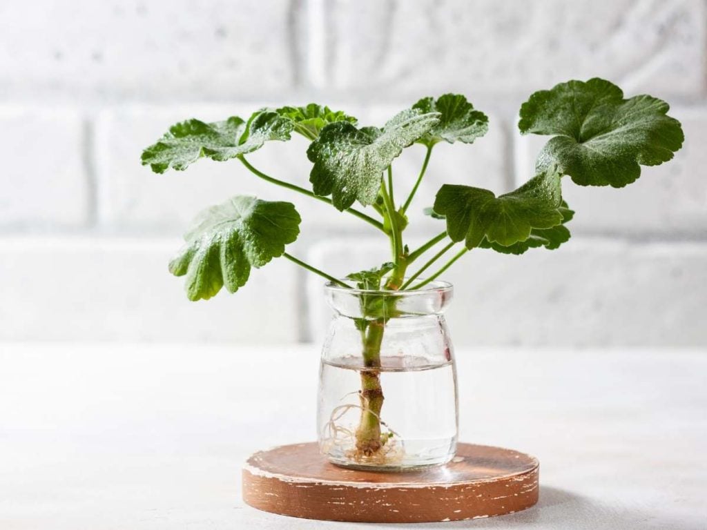 Soak the Stem