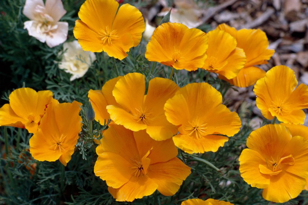 Soil Care for Poppies Growth