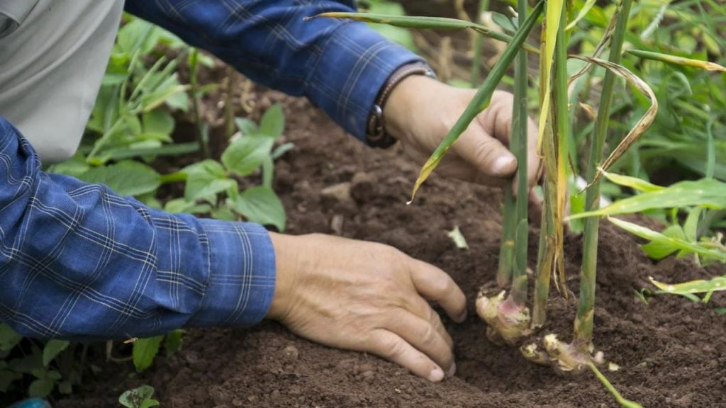 Soil Conditioning