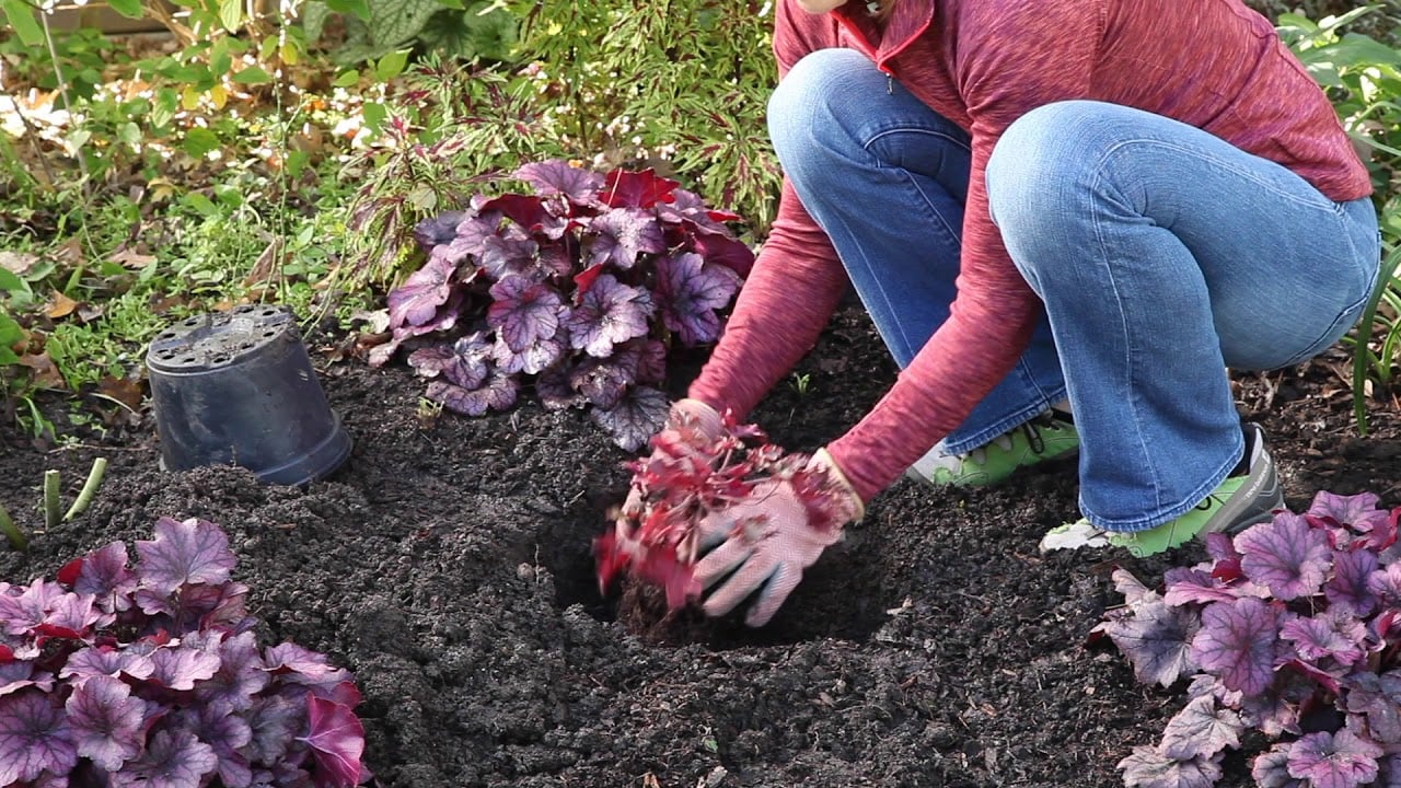 Soil Preparation for Your Herbaceous Border Plants 