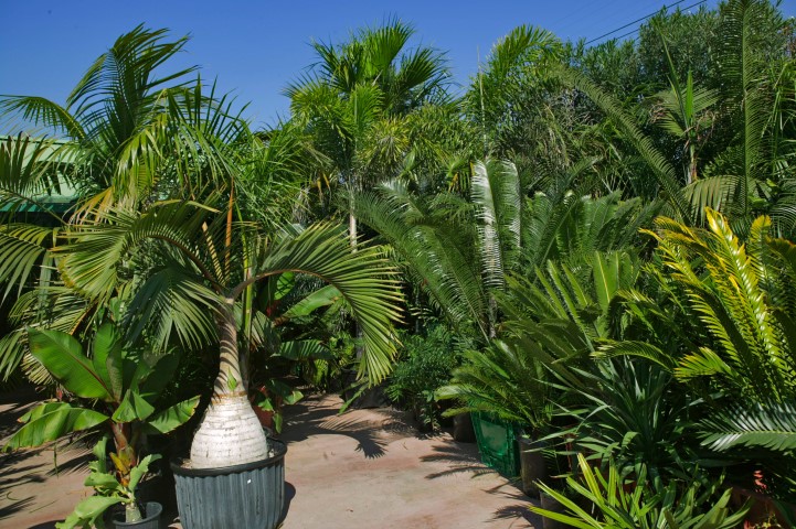 Soil Sourness for Palm Trees