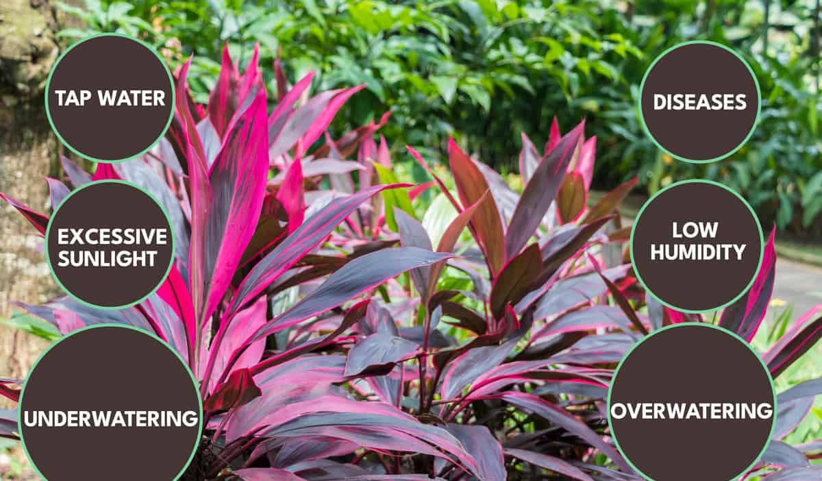 Solutions for The Cordyline Drooping
