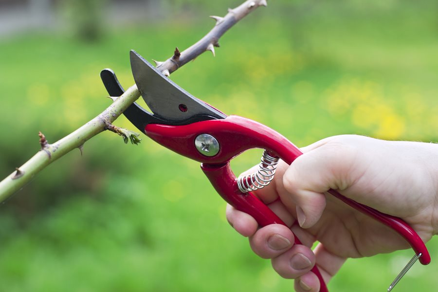 Some Tips For Pruning Roses