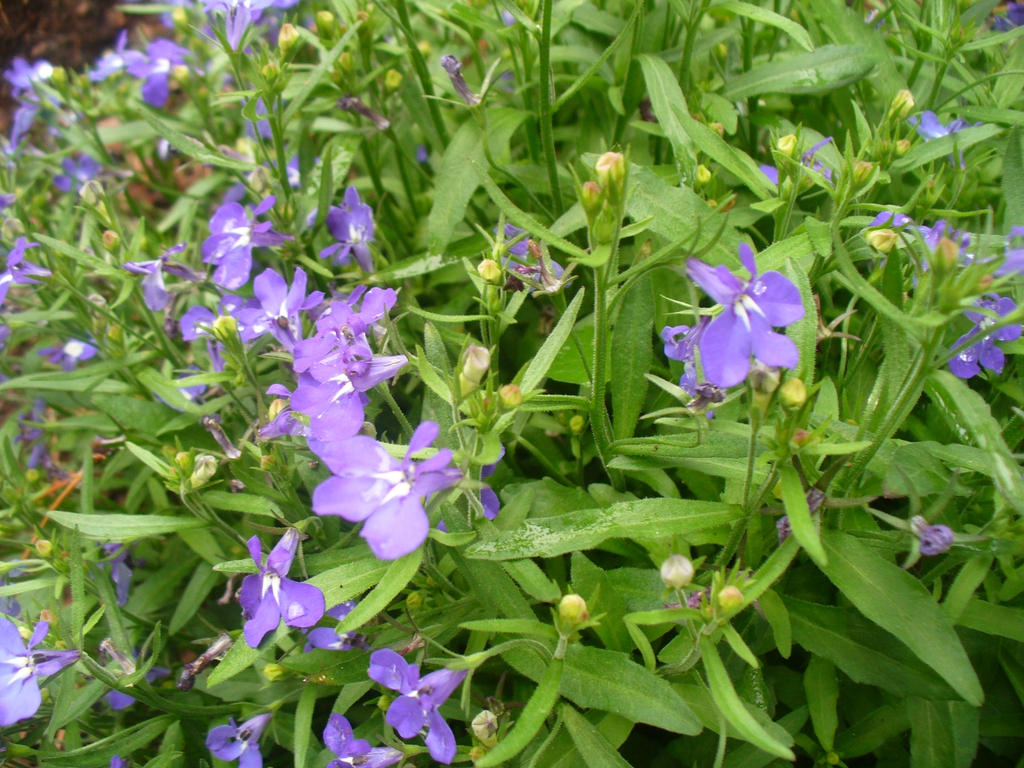 How To Grow Beautiful Lobelia: Tips and Tricks for Care - TheArches