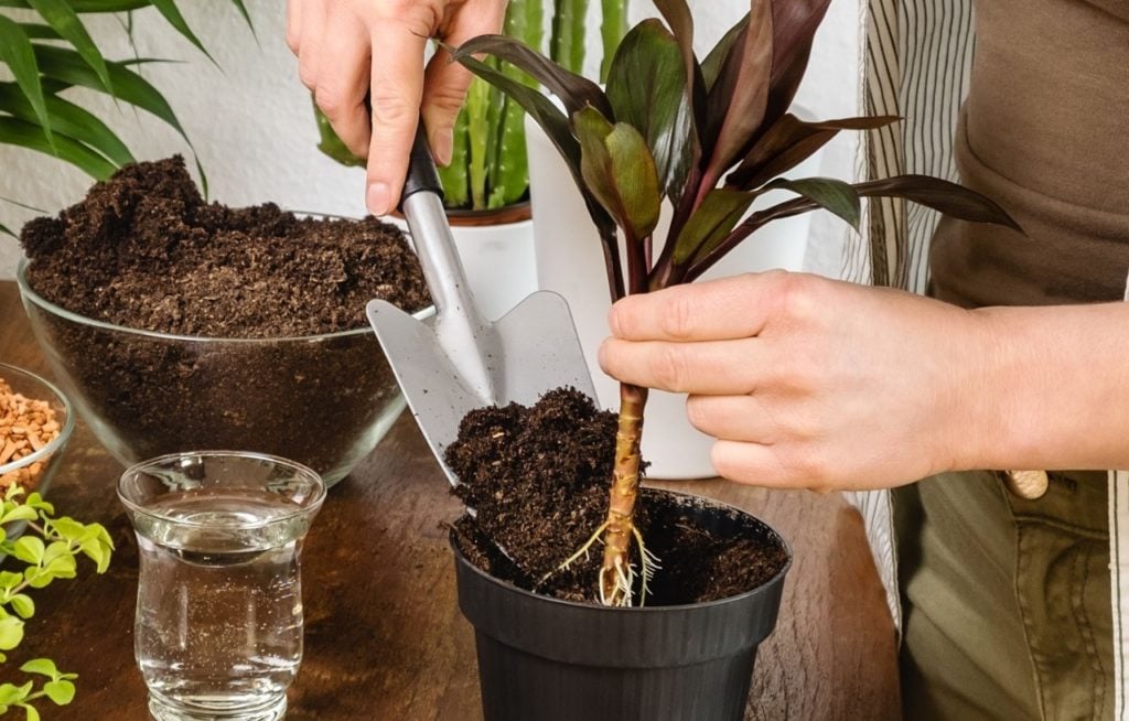 Some Ways of Regrowing Cordylines