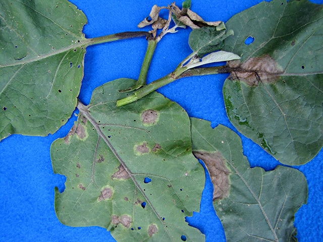 Southern Blight