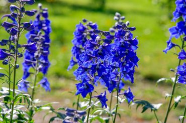 Sowing Delphinium Seeds - Indoors / Outdoors