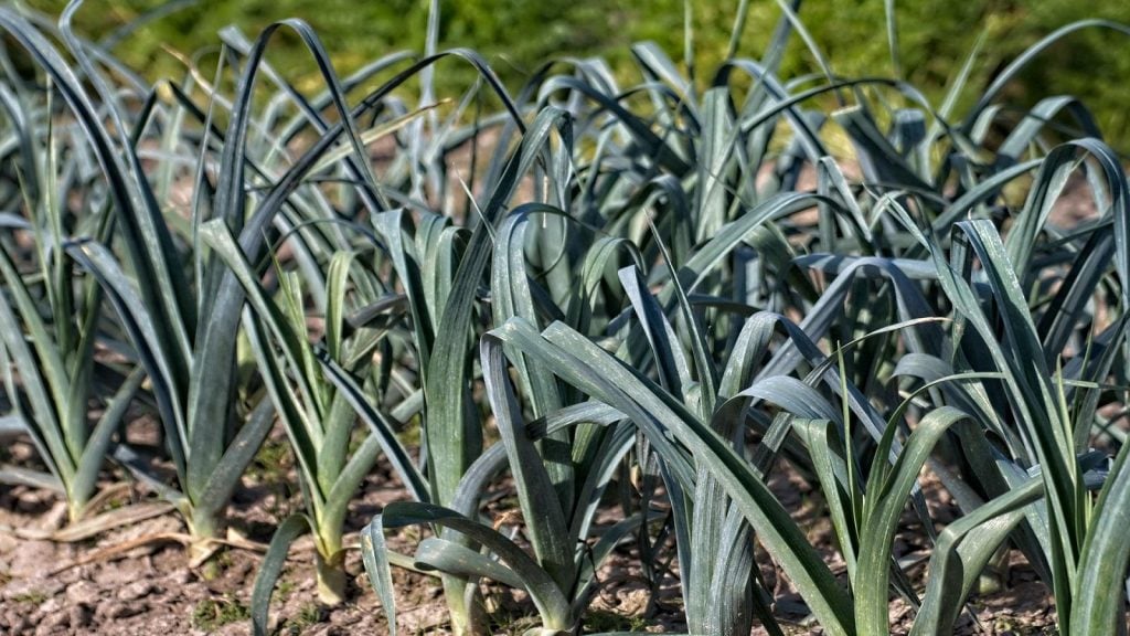 Sowing Leeks - Outdoors