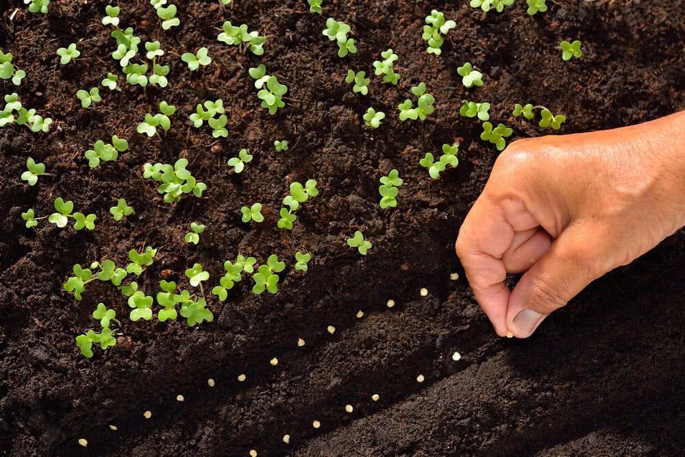 Sowing Seeds Directly Into the Ground