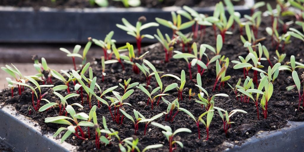 Sowing Seeds in Containers