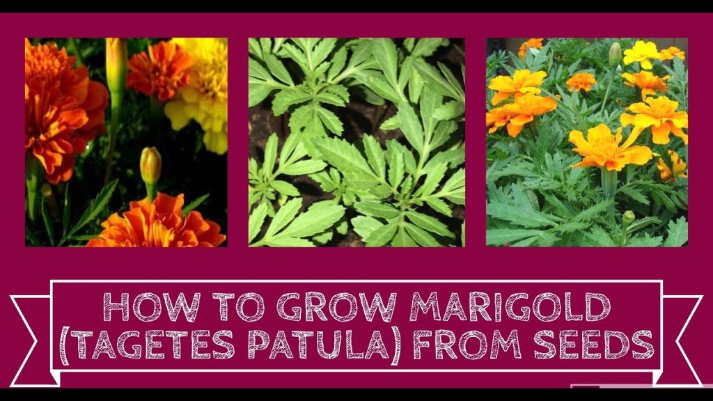 Sowing Tagetes Marigolds