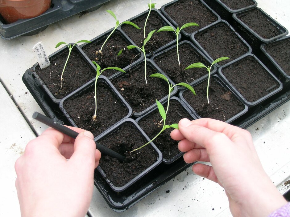 Sowing the Chilli Seeds Properly
