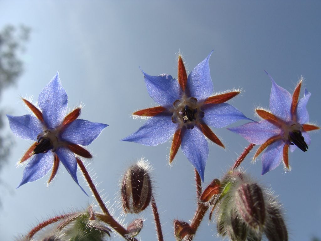 Spanish Borage (Borago Hispanica)