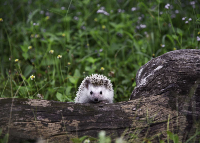 Special Attention to Hedgehogs