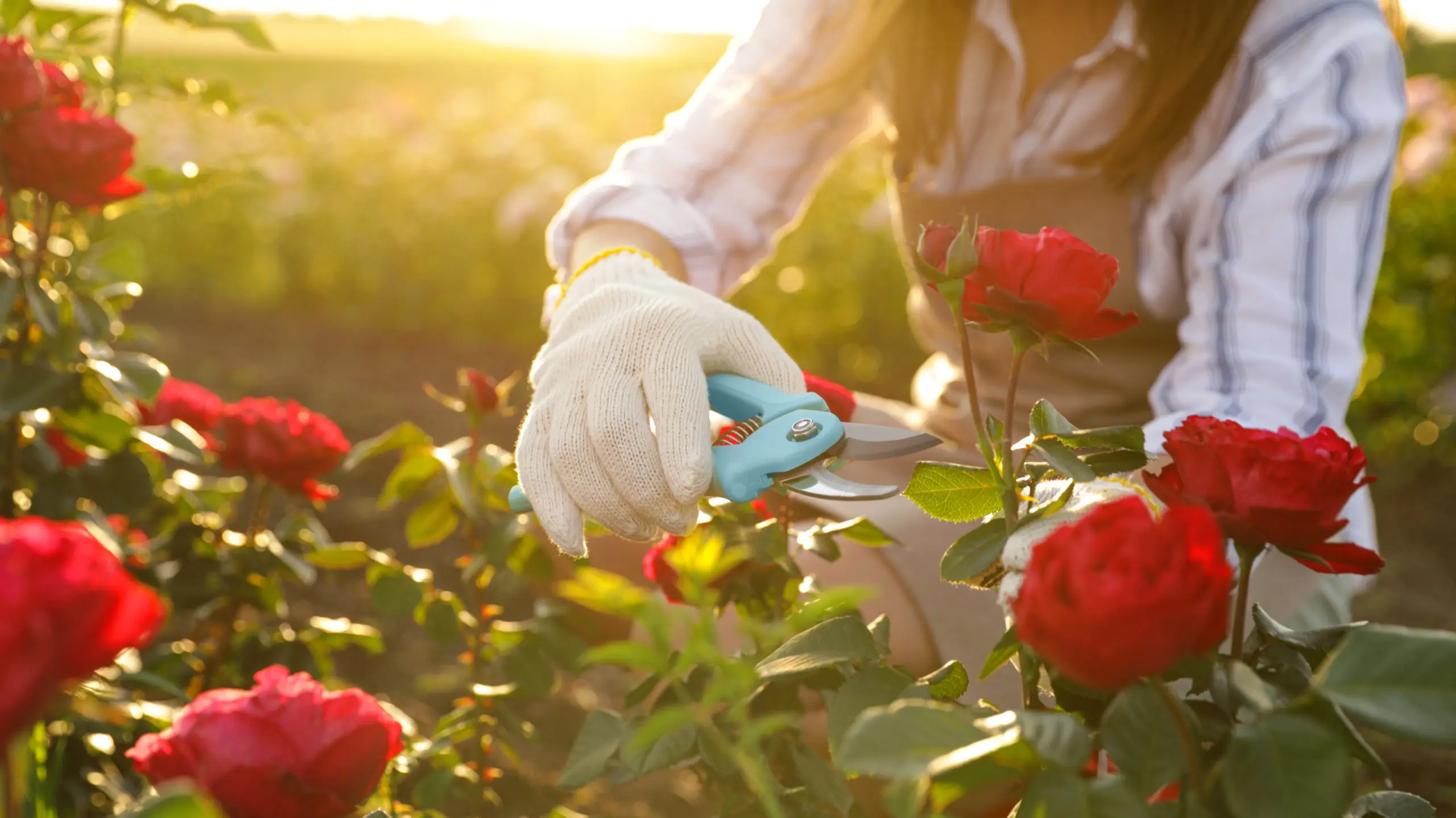 Effective Home Remedies to Repair Holes in Rose Leaves - TheArches