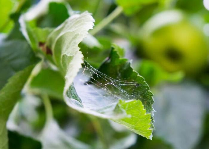 Spider Mites (1)