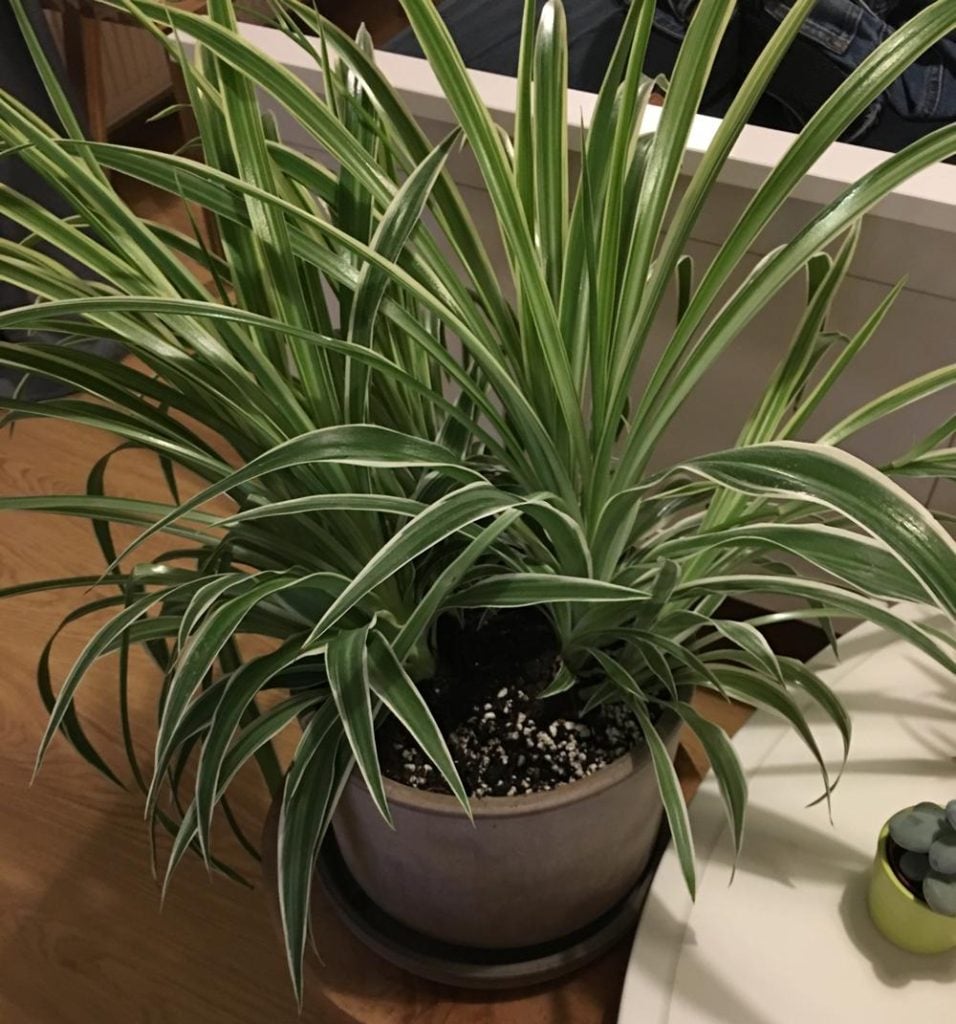 Spider Plant