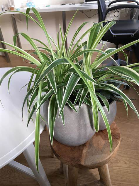 Spider Plant