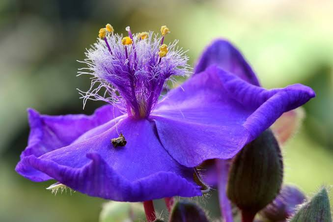 Spiderwort