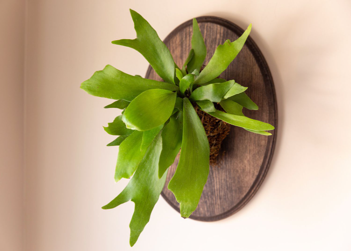 Staghorn Fern