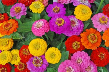 Standout Zinnia Varieties For Cut Flowers