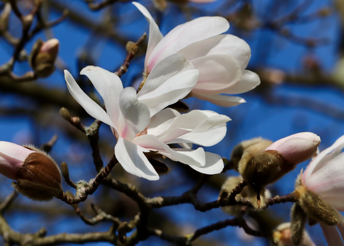 Star Magnolia 