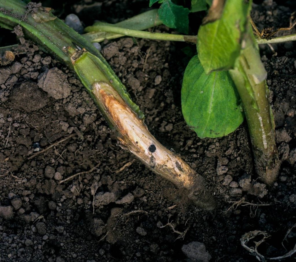 Stem Canker