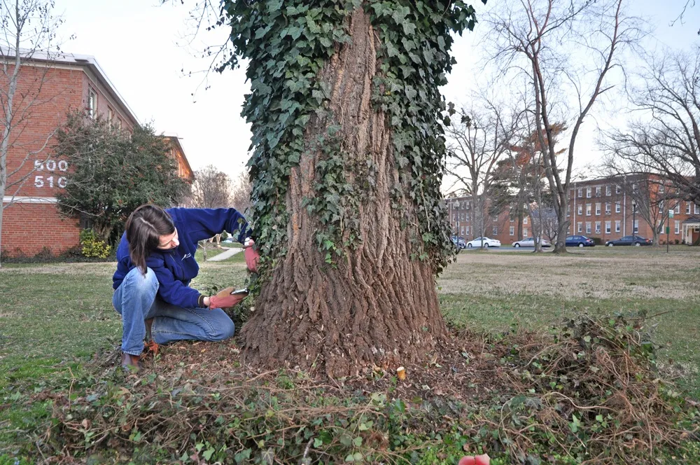 Step-by-Step Guide for Killing Ivy from Trees